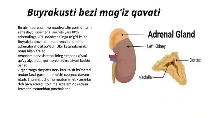 Buyrak ustibezlari 2