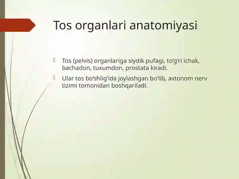 Tosorganlarining innervatsiyasi va buzilish sindromlari 2