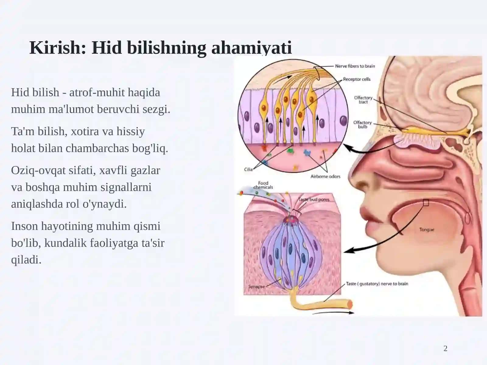 Hid bilish organlari tuzilishi va regeneratsiya 2