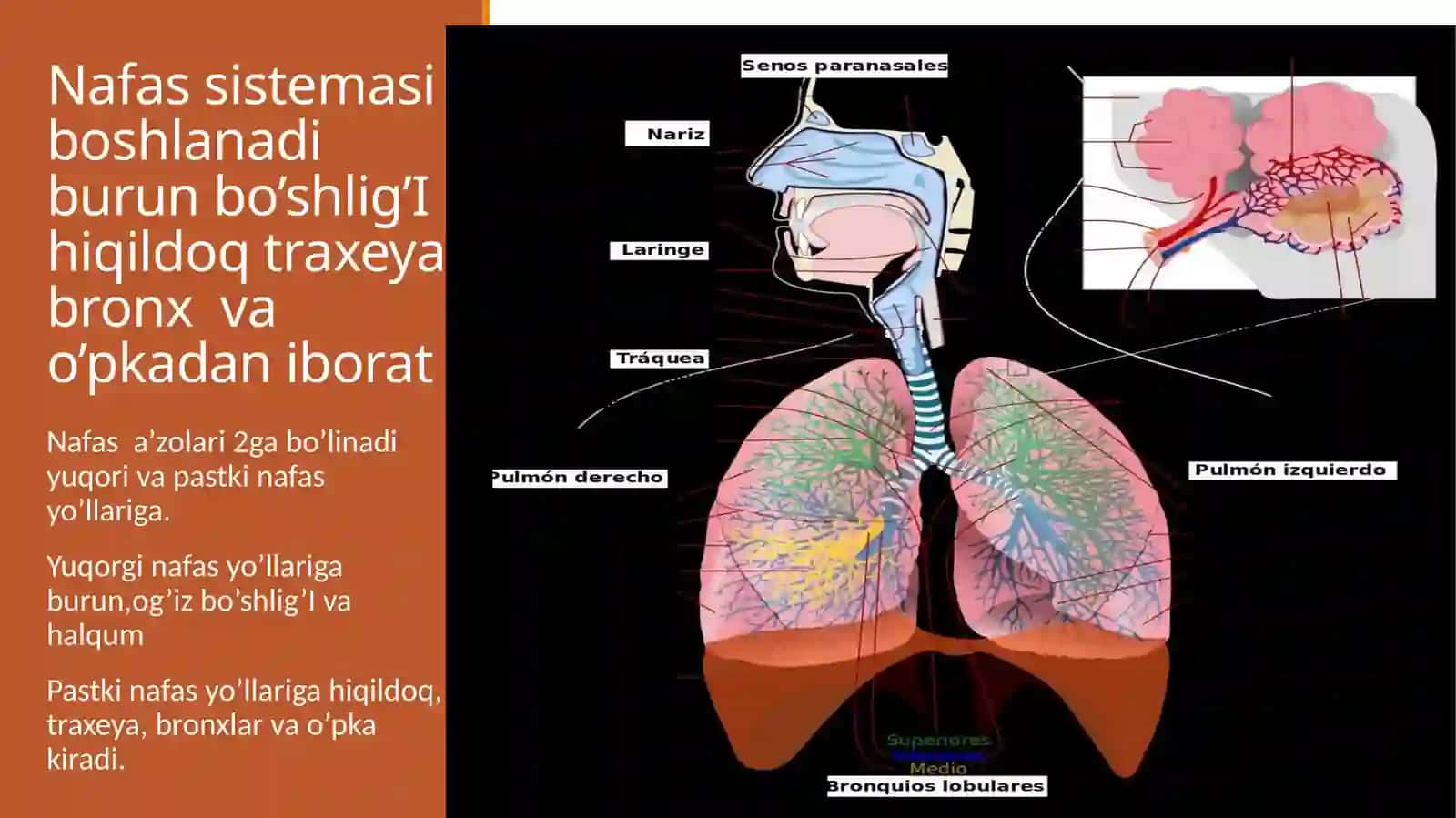 Nafas sistemasi ;Traxeya, bronx,o’pka,, kuks oralig’i. 2