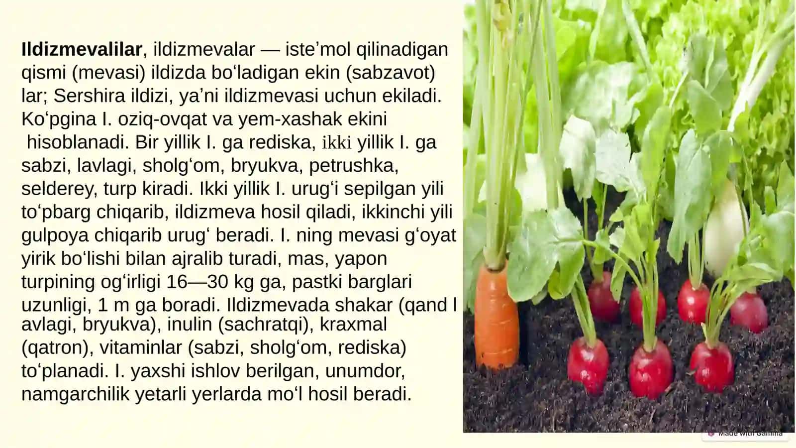 Ildiz mevalarning dorivorlik xususiyatlari 2