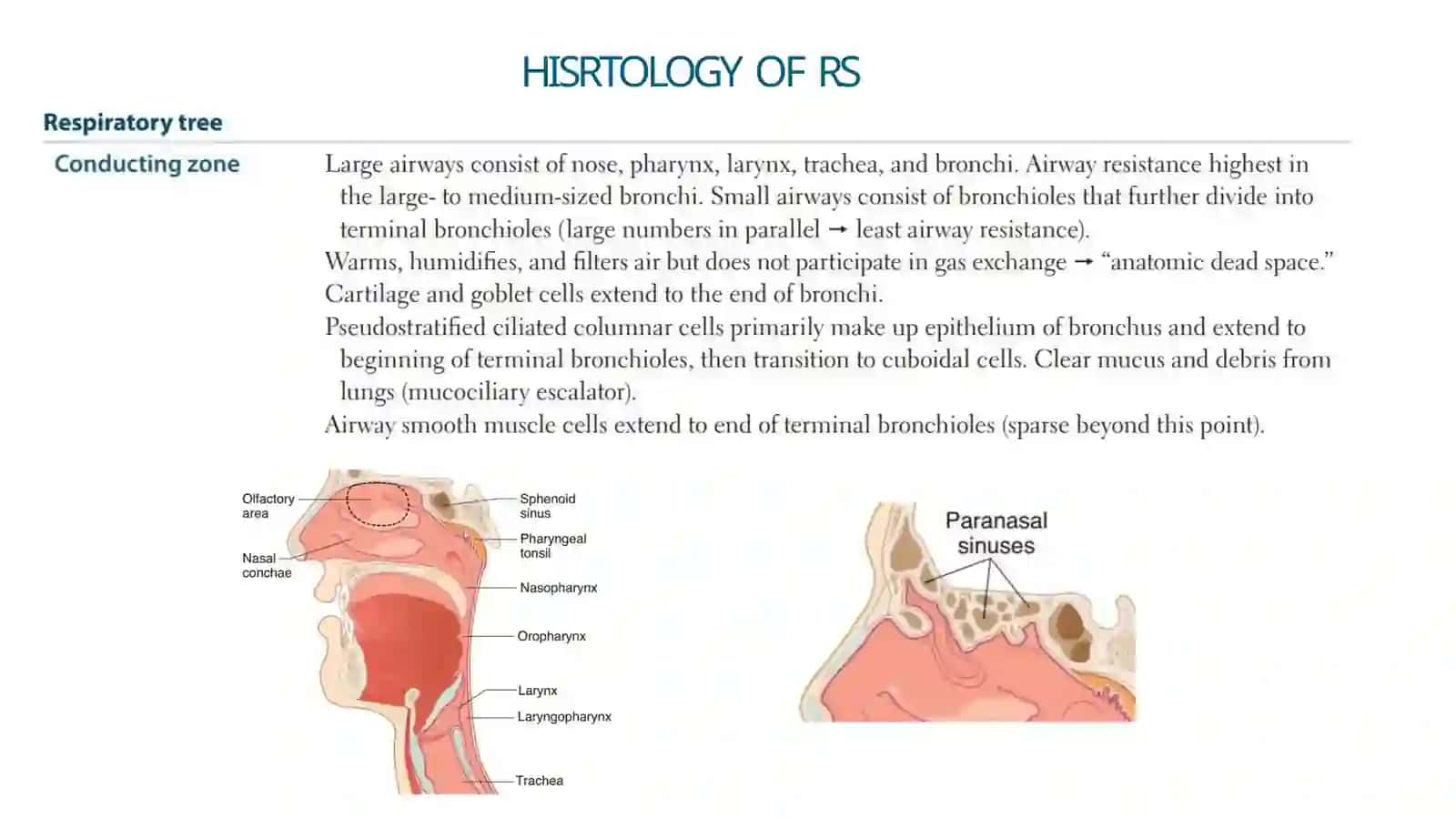 TRACHEA 2