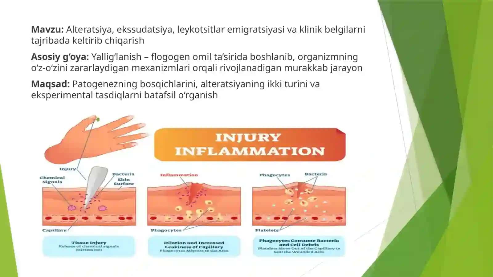 Alteratsiya, ekssudatsiya, leykotsitlaremigratsiyasi va klinik belgilarni tajribadan chiqarish 2