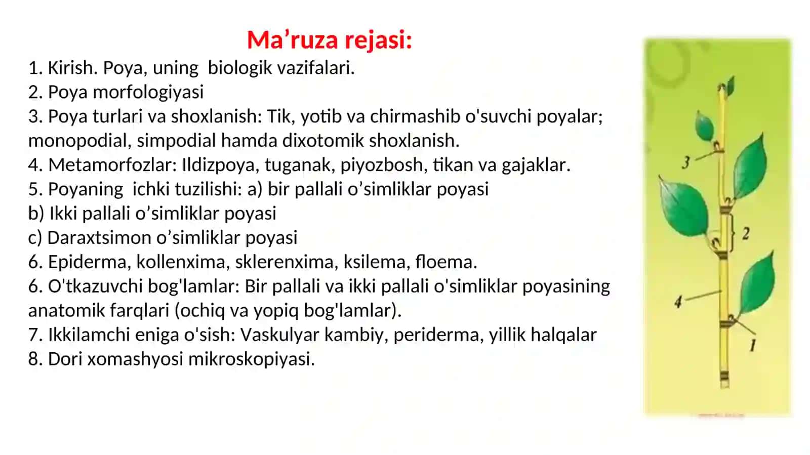 Poya morfologiyasi. O‘t o‘simliklar poyasining anatomik tuzilishi 2