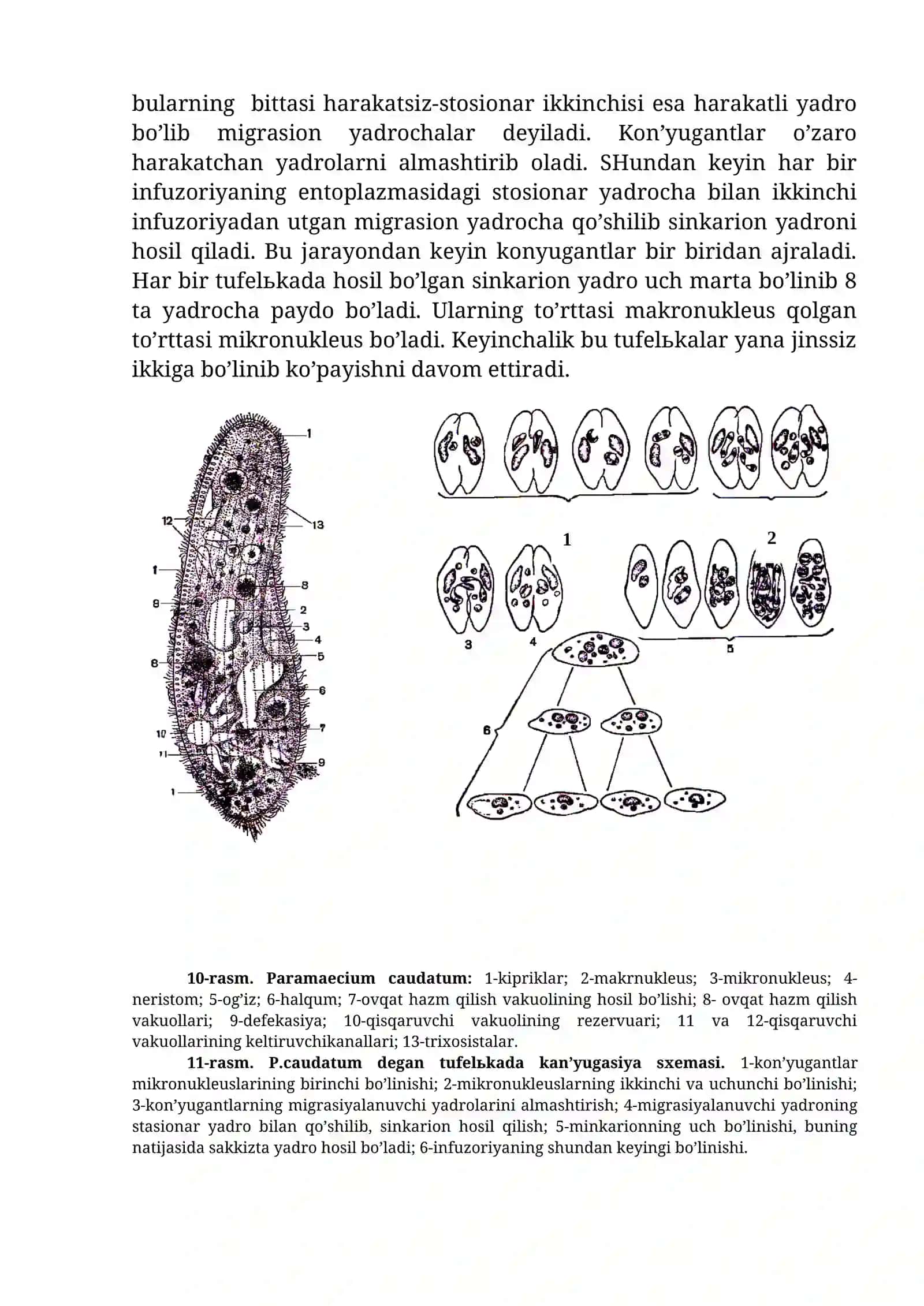 Infuzoriya-tufelkasi 2