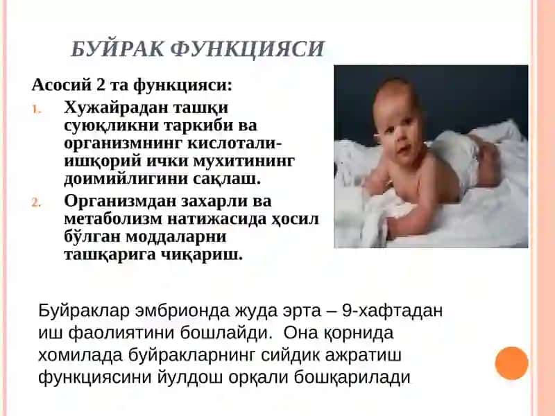 СИЙДИК АЪЗОЛАРИНИНГ АНАТОМО-ФИЗИОЛОГИК ХУСУСИЯТЛАРИ ВА ЖАРОХАТЛАНИШ СИНДРОМЛАРИ 2