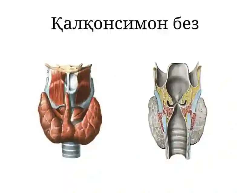 Қалқонсимон без ва уни функсияси 2
