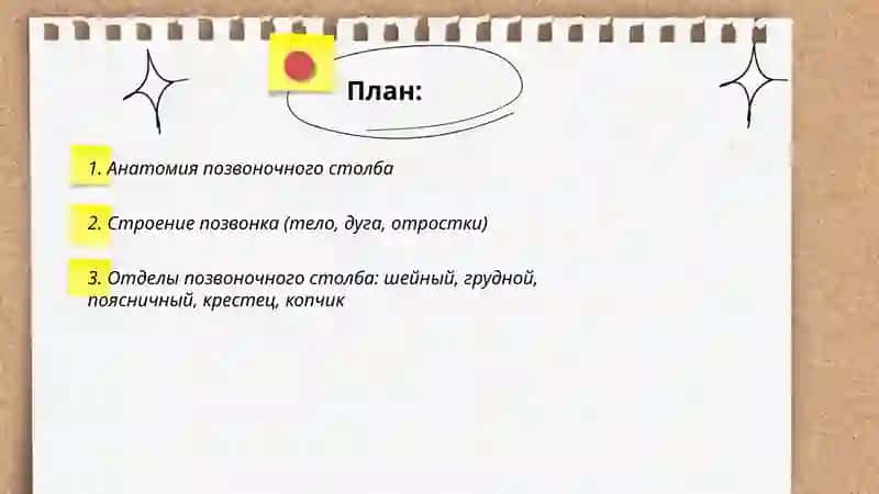Позвоночный столб 2
