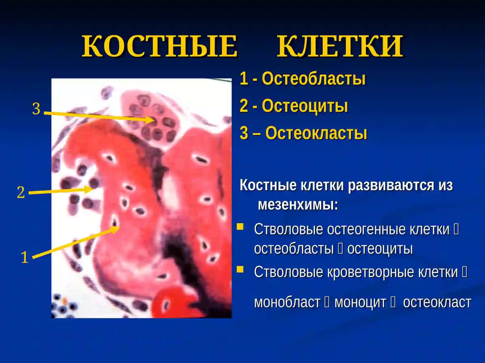 КОСТНЫЕ ТКАНИ 2