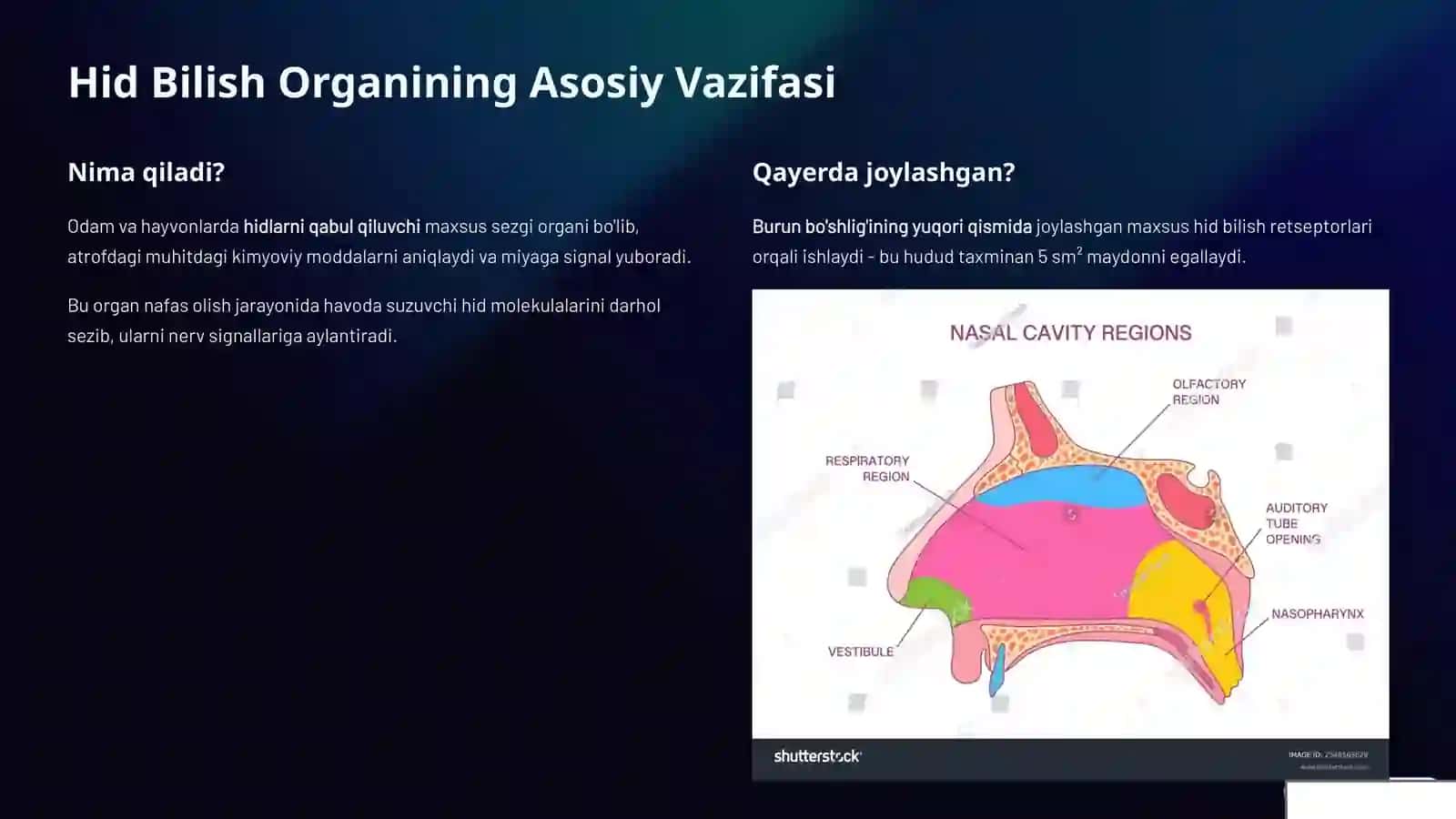 Hid Bilish Organining Tuzilishi va Regeneratsiya Qilish Xususiyatlari 2