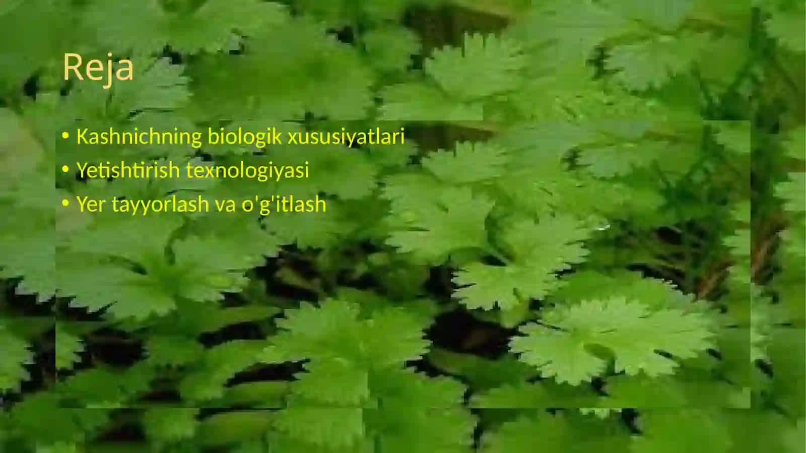 kashnich biologiyasi va yetishtirish texnalogiyasi 2