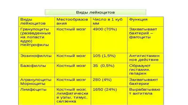 лимфоциты 2
