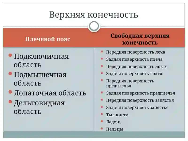 Топографическая анатомия верхней конечности 2