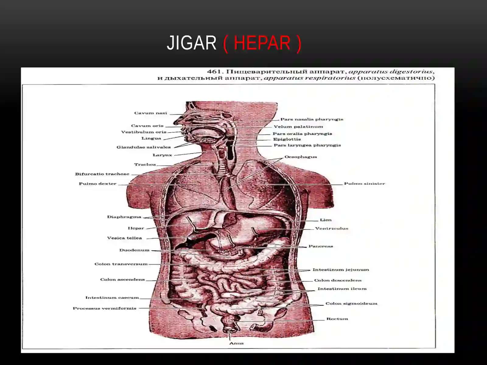 Jigar (o’t pufagi, ularning yoshga qarab o’garishi) 2