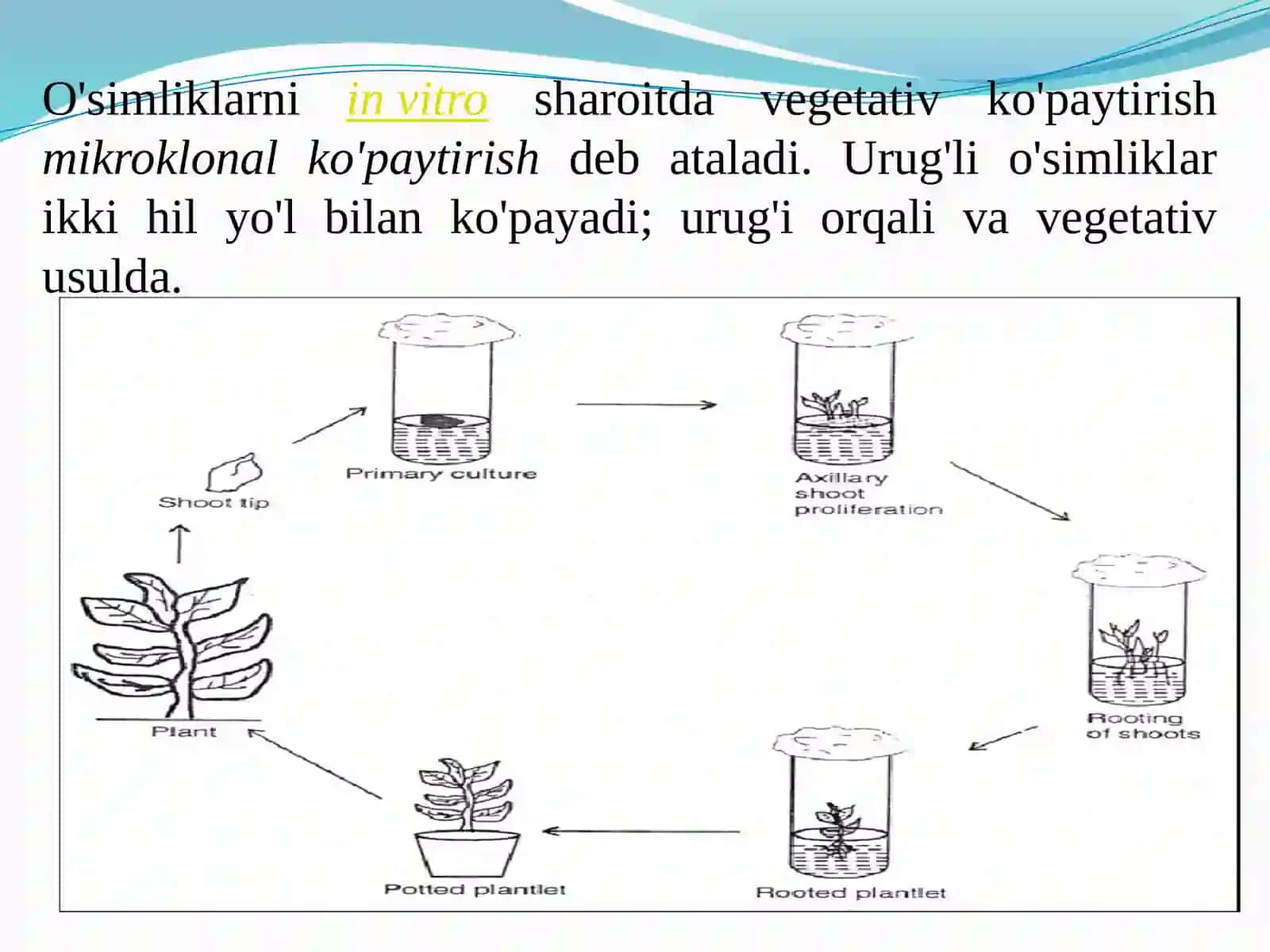 Mikroklonal ko’paytirish 2
