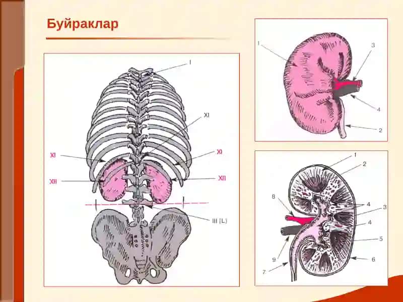 БУЙРАК КАСАЛЛИКЛАРИ БИЛАН КАСАЛЛАНГАН БЕМОРЛАРНИ ТЕКШИРИШ. АСОСИЙ КЛИНИК СИНДРОМЛАР. БУЙРАК ЕТИШМОВЧИЛИГИ 2