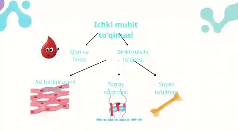 Ichki muhit toʻqimalari - qon 2