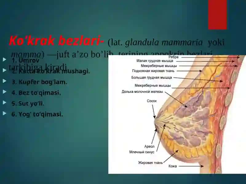 Sut bezi saratoni ekologiyasi, tasnifi, klinik belgilarini tahlil qilish 2