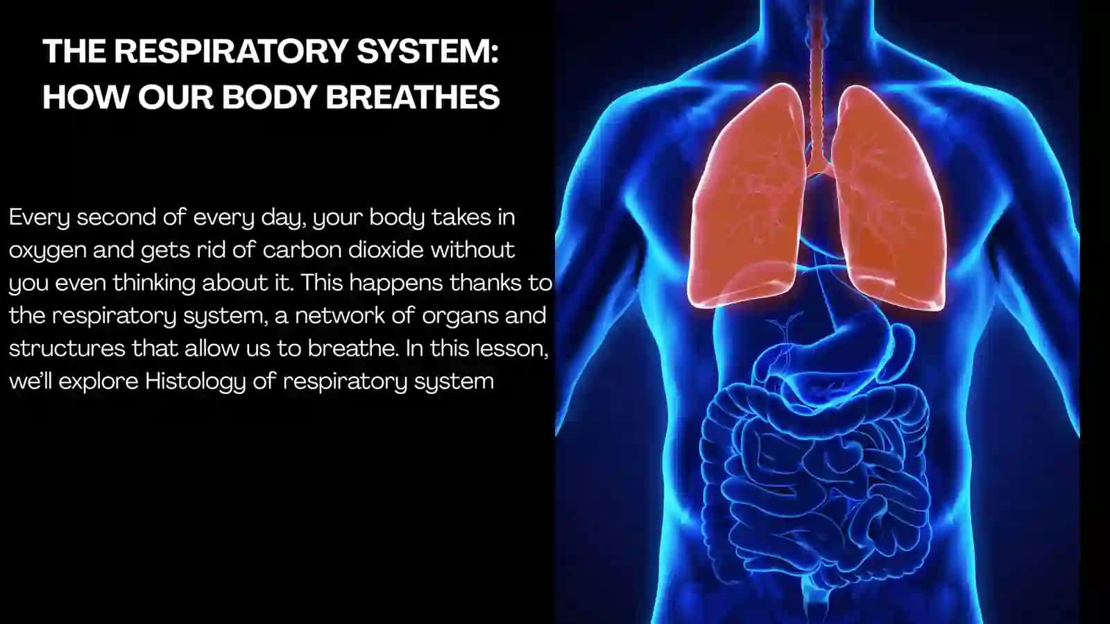 THE RESPIRATORY SYSTEM 2