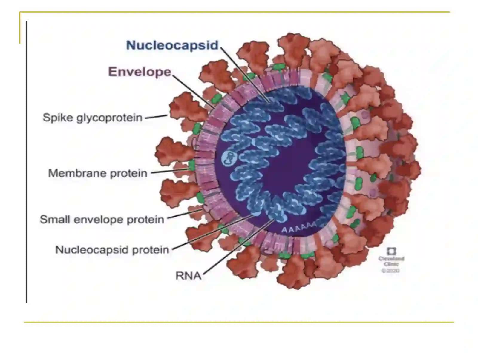 Koronavirus 2