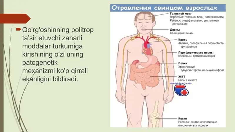 Qo'rg'oshindan zaharlanish patogenezi 2