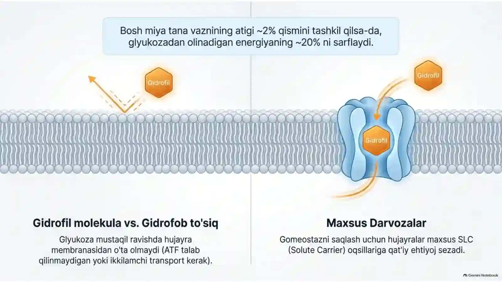 Glyukoza tashuvchilari: tuzilishi, spetsifikligi va klinik ahamiyati — 15 slayd 2