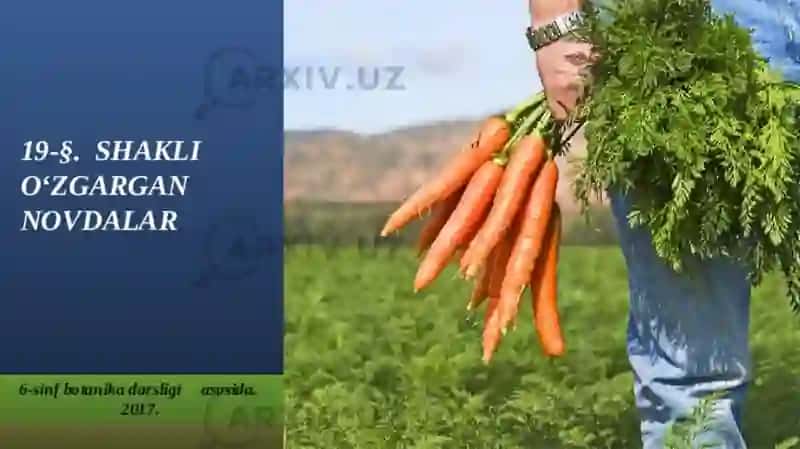 SHAKLI O‘ZGARGAN NOVDALAR 2