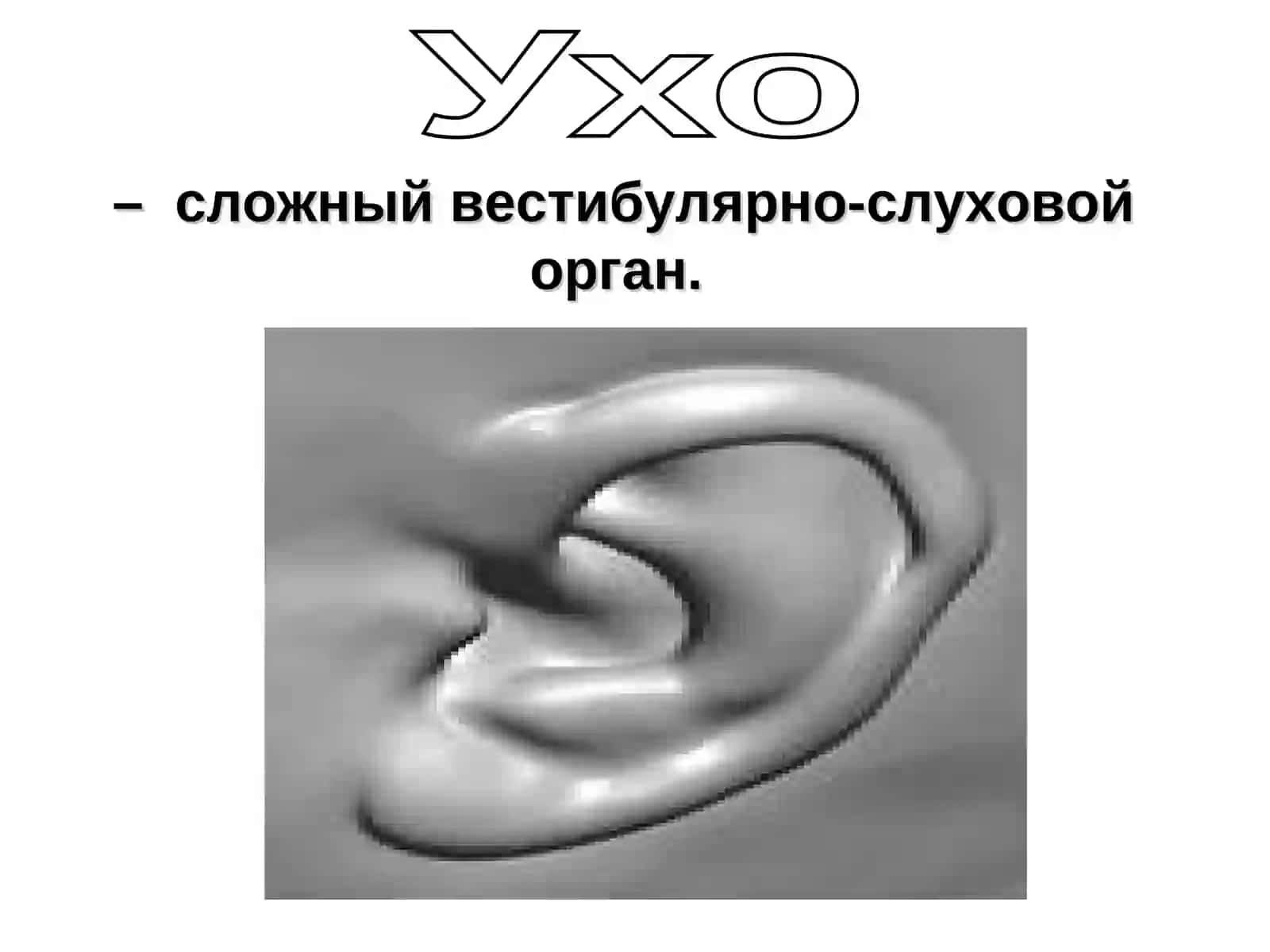 Анатомия и физиология слуховой, вестибулярной сенсорной системы 2