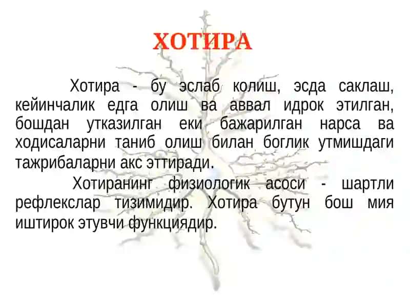Хотира, диккат, интеллект. Асосий хусусиятлари. 2