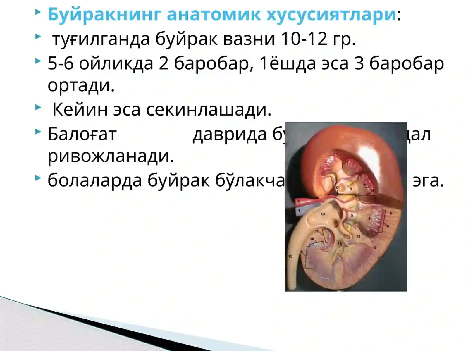 БОЛАЛАРДА ГЛОМЕРУЛОНЕФРИТ 2
