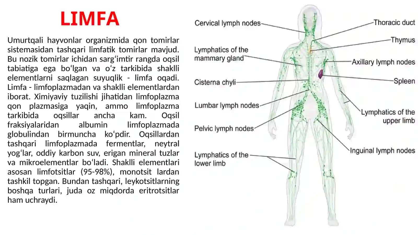 LIMFA TUGUNLARI. BIRLAMCHI VA IKKILAMCHI LIMFA TUGUNCHALARI(FOLLIKULYAR) TUZILISHI VA HUJAYRAVIY TAR 2