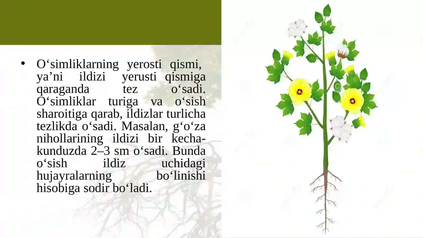 5-sinf Botanika Ildizning o'sishi va nafas olishi 2