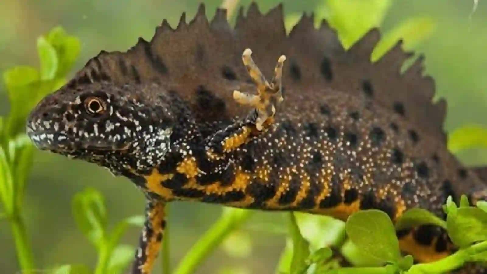 7-sinf Zoologiya 'Suvda hamda quruqlikda yashovchilarning ko'payishi, rivojlanishi va xilma-xilligi' ko'rgazma 2