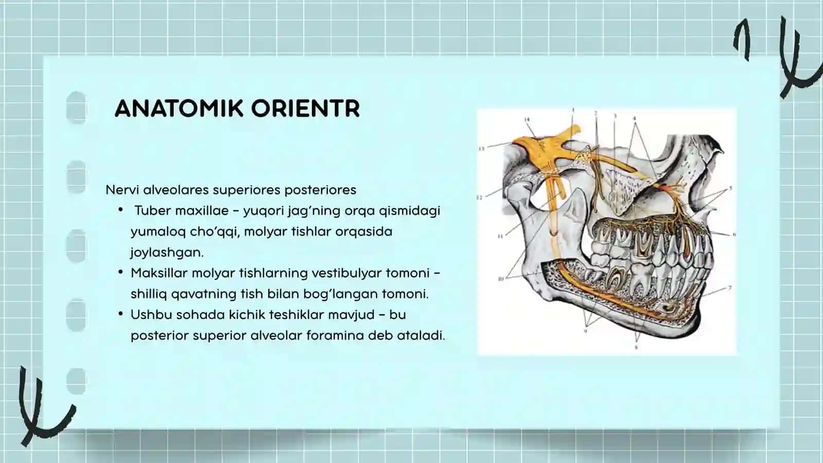 tuberal anesteziya 2