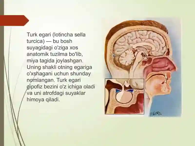 Bo‘shturkegarisindromi 2
