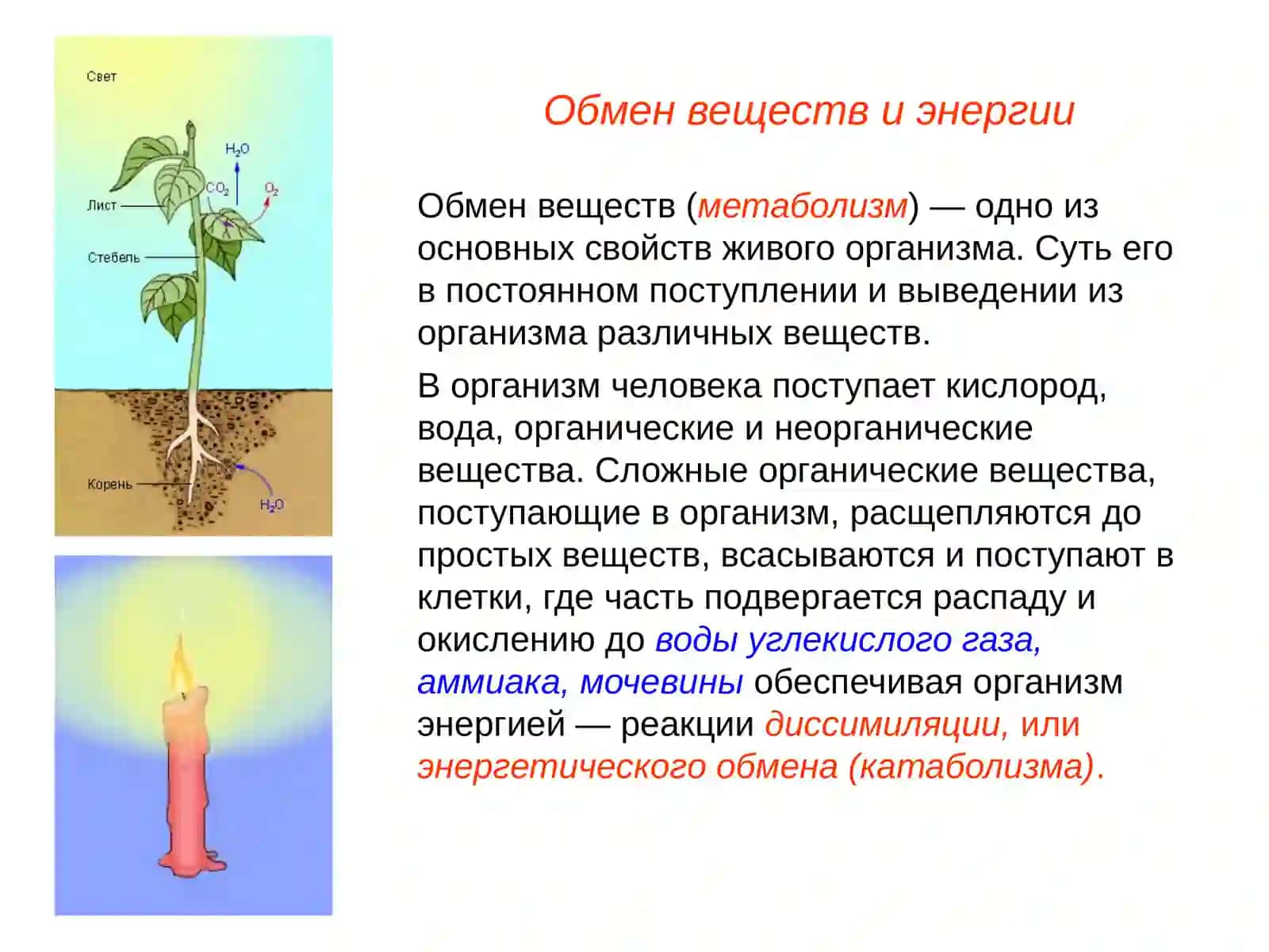 Обмен веществ. Витамины(лекция) 2