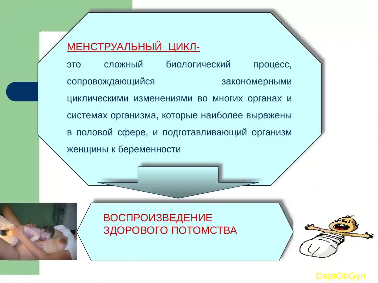Менструальный цикл 2