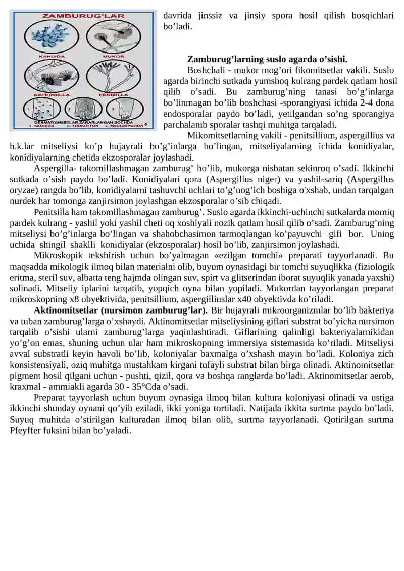 Zamburug’larni morfologiyasi va bakteriyalarni harakatini o’rganish 2