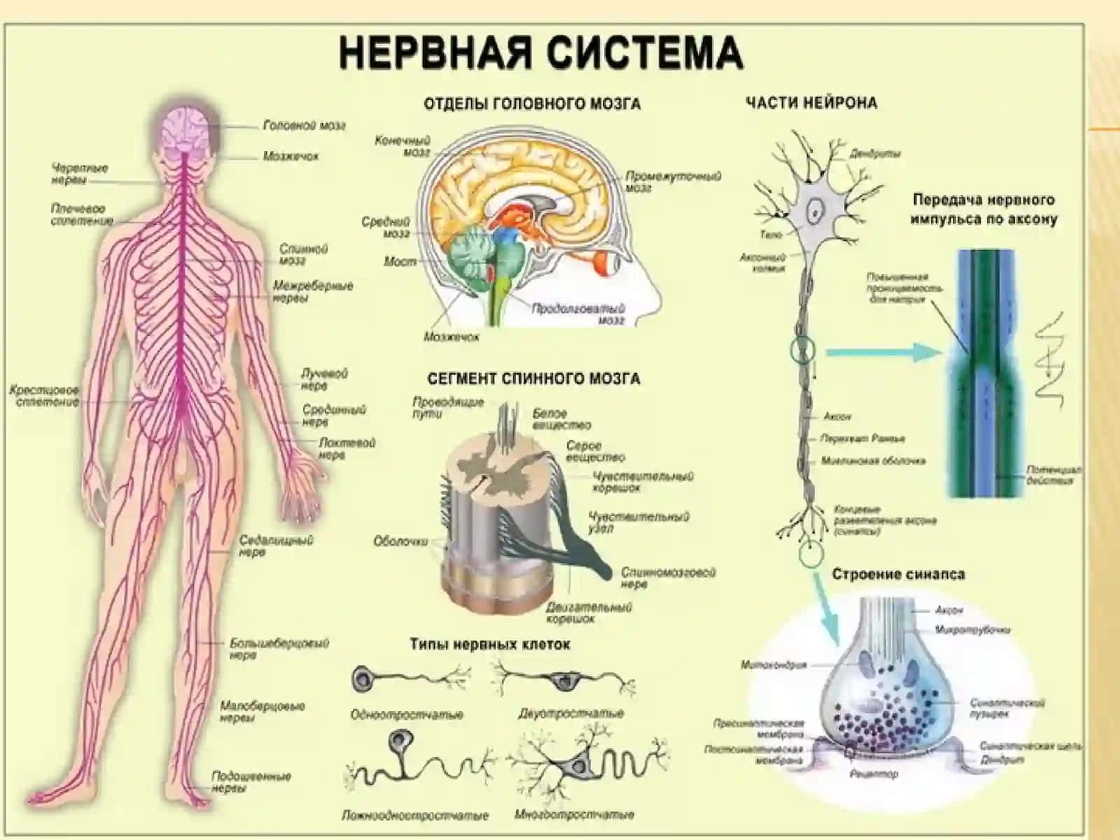 ASAB TIZIMINING UMUMIY PATOFIZIOLOGIYASI 2