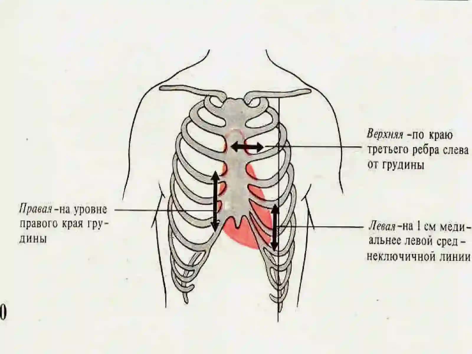 ФИЗИОЛОГИЧЕСКИЕ СВОЙСТВА СЕРДЕЧНОЙ МЫШЦЫ 2
