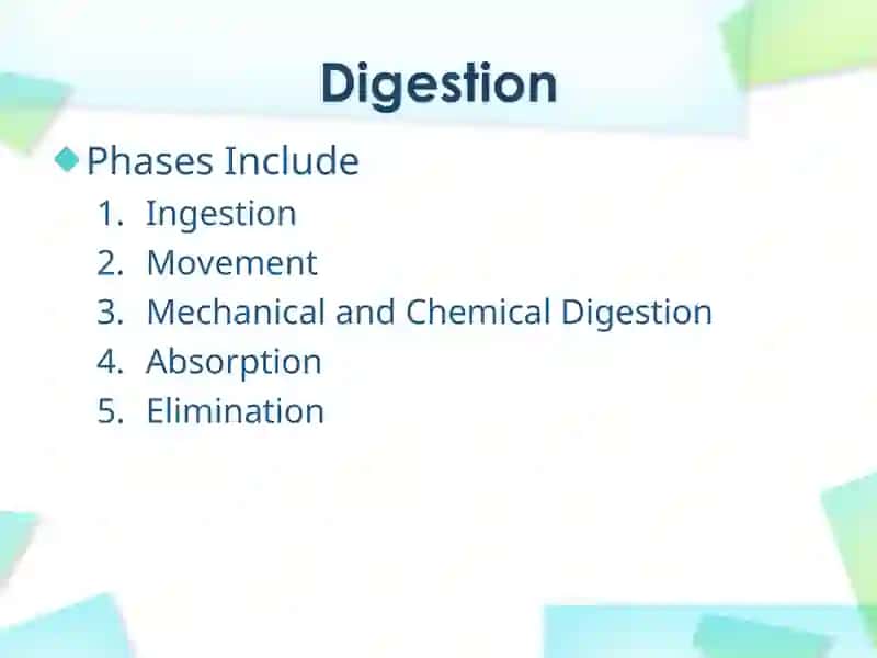 Digestive System 2