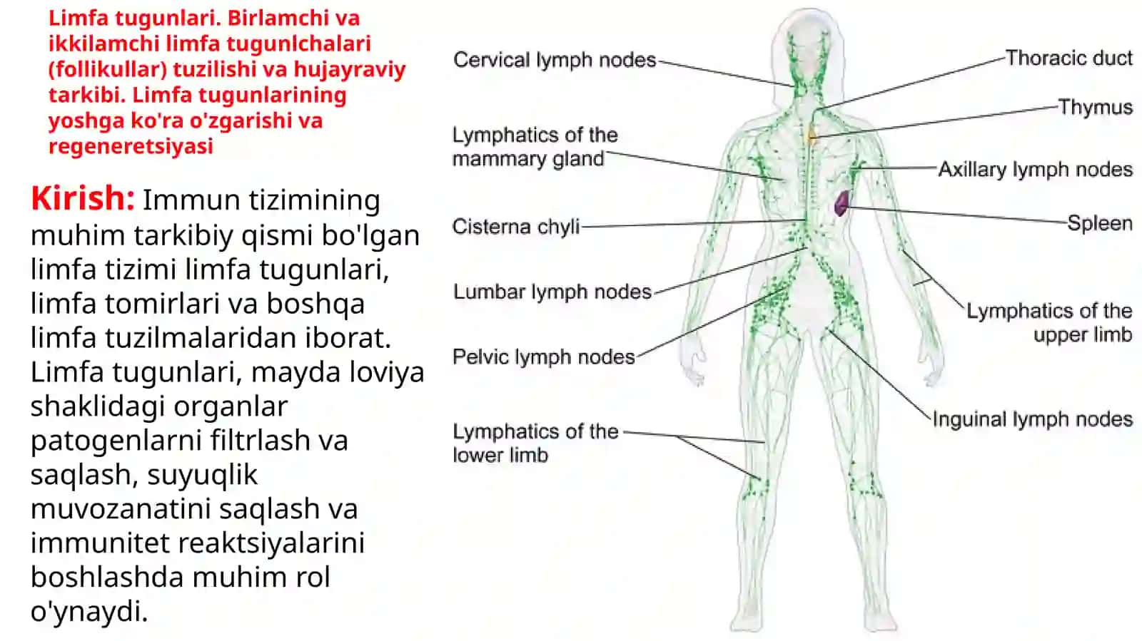 GIISTALOGIYA VA TIBBIY BIOLOGIYAKAFEDRASI 2