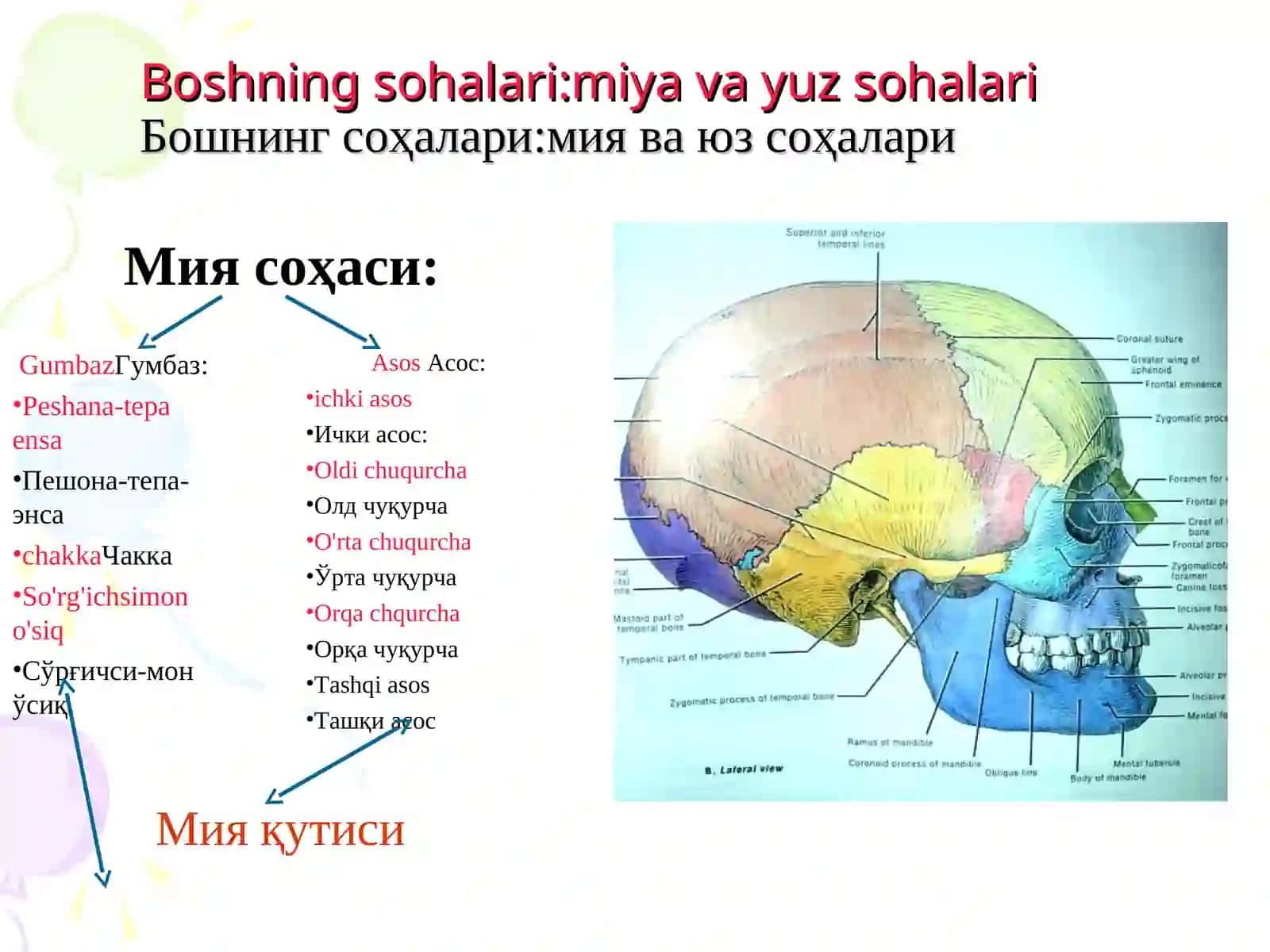 KALLA VA BOSh MIYaNING JARROhLIK ANATOMIYASI 2