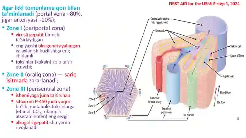 HAZM TIZIMI PATOLOGIYALAR JIGAR, O’T QOPI VA PANKREAS KASALLIKLARI 2