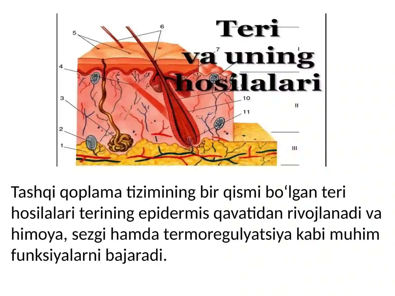 Teri va uning hosilalari 2