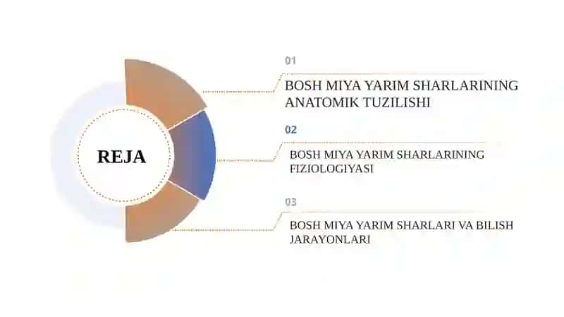 Bosh miya yarim sharlarining anatomiyasi fiziologiyashi va bilish 2