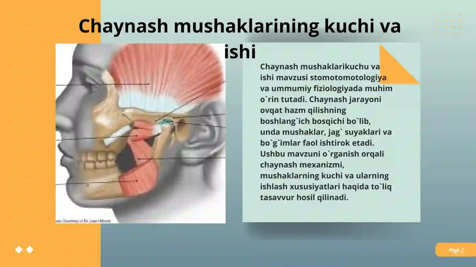 Chaynash mushaklarini kuchi va ishi 2