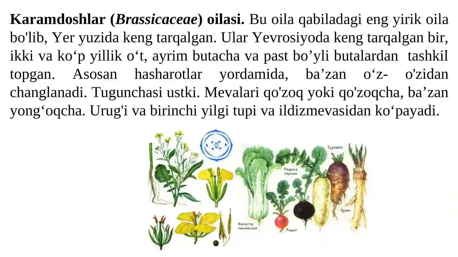 Karamdoshlar (Brassicaceae) -butguldoshlar oilasi 2