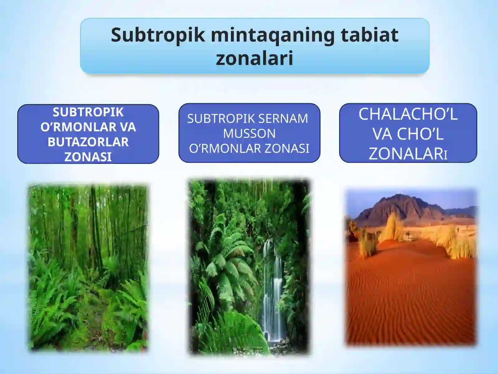 Subtropik Sernam Musson O‘rmonlar Zonasi 2