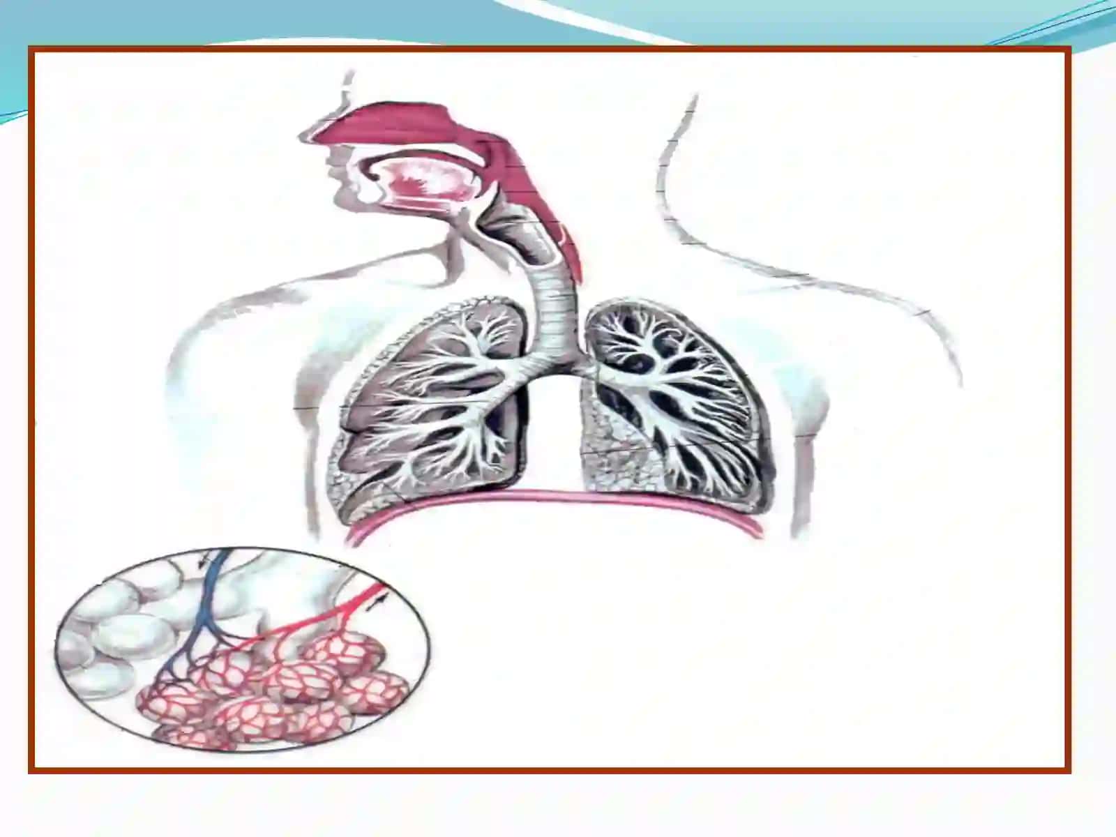 Nafas neyro variant yuxsadiagnostika 2